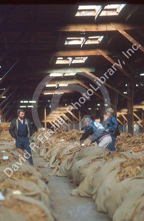 Tobacco warehouse uses skylights so buyers can see true color of leaves.