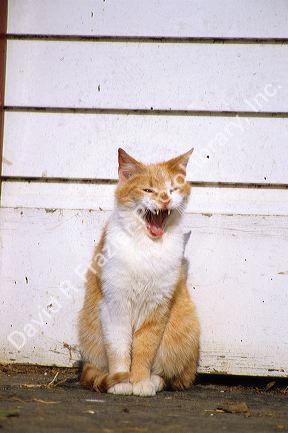 A domestic house cat yawning.