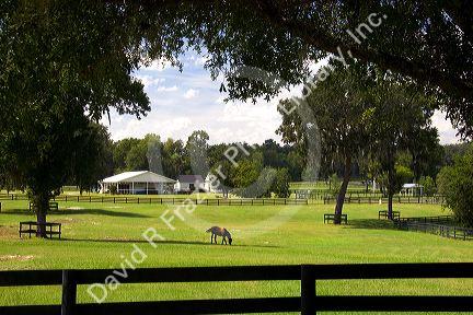 Thoroughbred horse farms in Marion County, Florida.