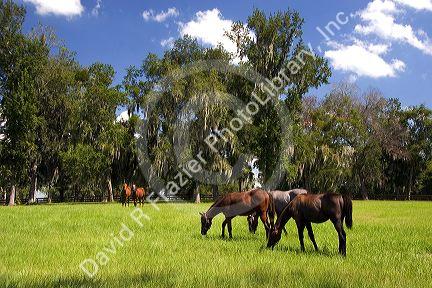 Thoroughbred horse farms in Marion County, Florida.
