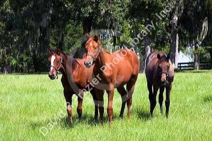 Thoroughbred horse farm in Marion County, Florida.