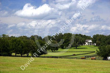 Thoroughbred horse farm in Marion County, Florida.