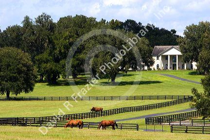 Thoroughbred horse farm in Marion County, Flordia.