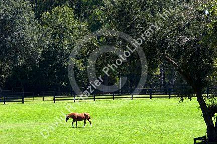 Thoroughbred horse farm in Marion County, Florida.