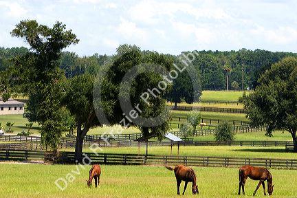 Thoroughbred horse farm in Marion County, Florida.