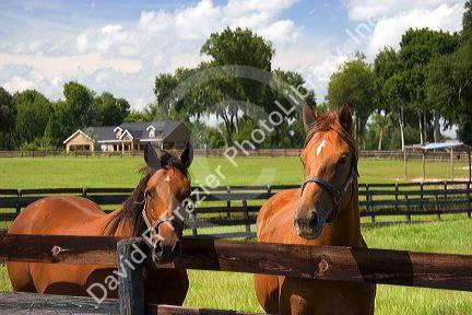 Thoroughbred horse farm in Marion County, Florida.