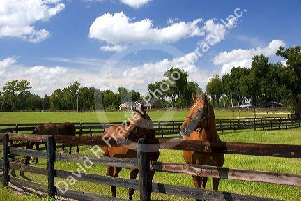 Thoroughbred horse farm in Marion County, Florida.