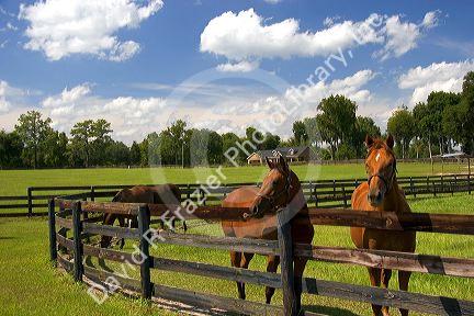 Thoroughbred horse farm in Marion County, Florida.