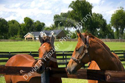 Thoroughbred horse farm in Marion County, Florida.