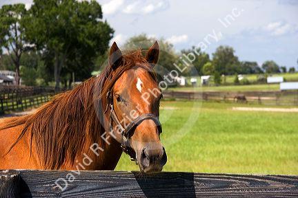 Thoroughbred horse farm in Marion County, Florida.