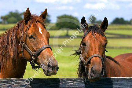Thoroughbred horse farm in Marion County, Florida.