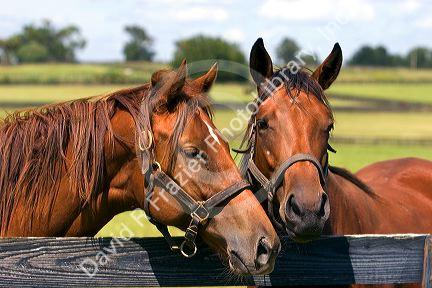 Thoroughbred horse farm in Marion County, Florida.