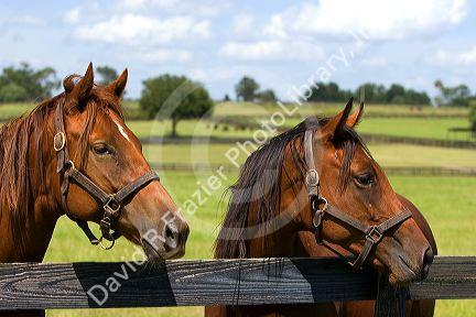 Thoroughbred horse farm in Marion County, Florida.
