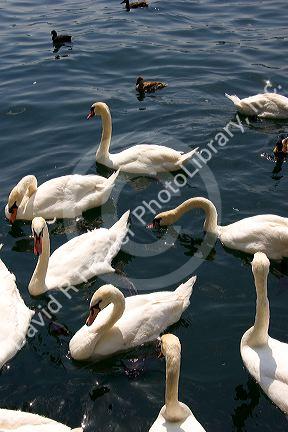 Swan and duck in the Zurichsee at Zurich, Switzerland.switzerland, swiss, europe, european, travel, tourism, swiss alps, alps, alpine, zurich, zurichsee lake, zurichsee, lake, swan, duck, birds