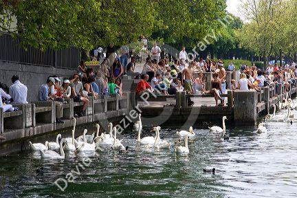 People sit along the Zurichsee feeding swan and duck in Zurich, Switzerland.switzerland, swiss, europe, european, travel, tourism, swiss alps, alps, alpine, zurich, zurichsee lake, zurichsee, lake, swan, duck, birds, feed