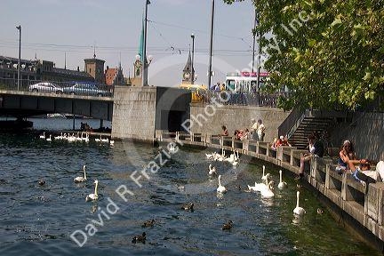 People sit along the Zurichsee feeding swan and duck in Zurich, Switzerland.switzerland, swiss, europe, european, travel, tourism, swiss alps, alps, alpine, zurich, zurichsee lake, zurichsee, lake, swan, duck, birds, feed