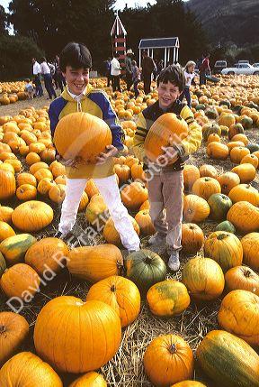 Two young boys holding pumpkins in a pumpkin patch.