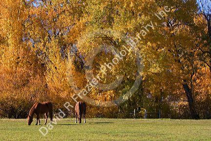 Horse graze among trees with autumn leaves in Cambridge, Idaho.