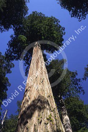 Redwood forest in Northern California.