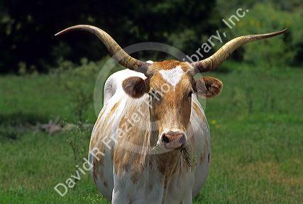 Texas longhorn.