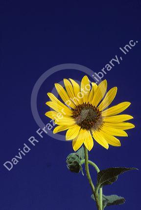 Wild sunflower roadside in Idaho.
