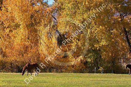 Horse graze among trees with autumn leaves in Cambridge, Idaho.