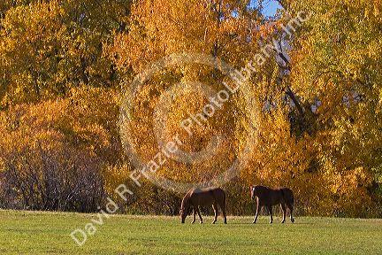 Horse graze among trees with autumn leaves in Cambrige, Idaho.