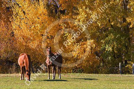 Horse graze among trees with autumn leaves in Cambrige, Idaho.