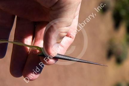 The sharp point of an Agave plant being used as a needle near Teotihuacan in the State of Mexico, Mexico.