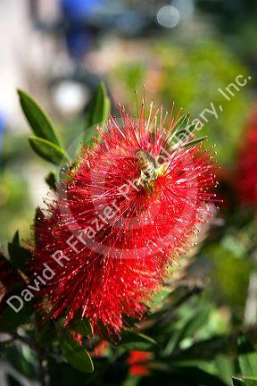 Crimson Bottlebrush and honey bee near Teotihuacan in the State of Mexico, Mexico.