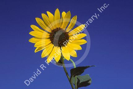Wild sunflower along roadside in Idaho.