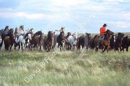 An Indian cowboy rounding up a herd of wild horses.