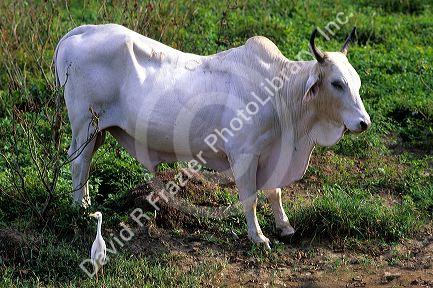 Brahma bull, Brahman a breed of cattle.