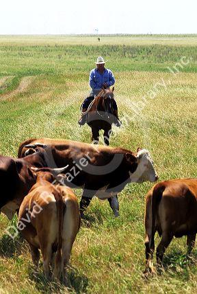 Rancher on horseback herding cattle north of Fort Worth, Texas.