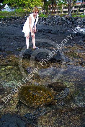 A tourist looking at a Hawaiian Green Sea Turtle in a a tidal pool on the Big Island of Hawaii. MR