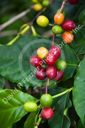 Coffee berries grow on a coffee plant on the Big Island of Hawaii.