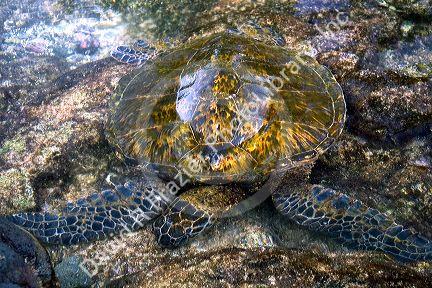 Hawaiian Green Sea Turtle in a tidal pool on the Big Island of Hawaii.