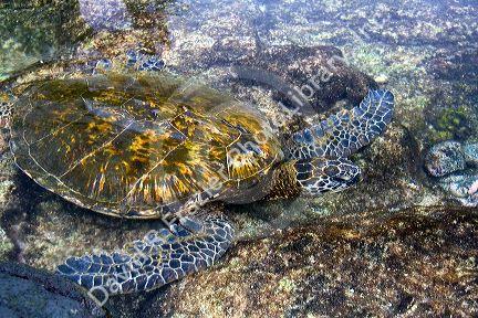 Hawaiian Green Sea Turtle in a tidal pool on the Island of Hawaii.