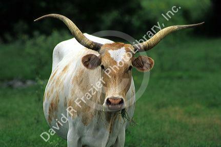 Texas longhorn grazing.