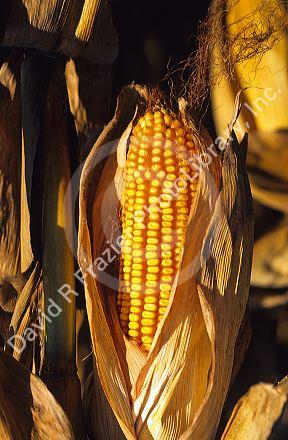 Ripe ear of corn.