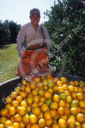 Hispanic worker harvesting oranges in Florida.