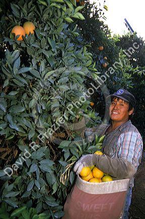 Hispanic worker harvesting oranges in Florida.