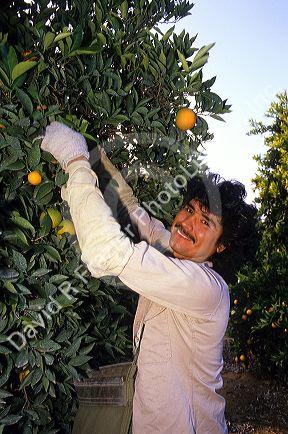 Hispanic worker harvesting oranges in Florida.