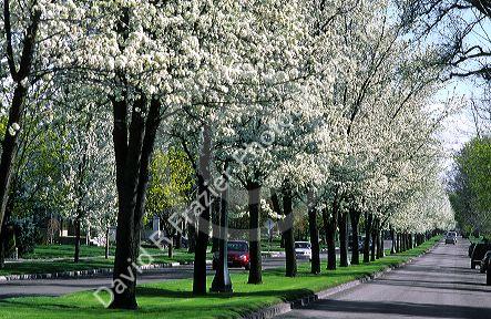 Pear trees in bloom line Harrison Blvd. in Boise, Idaho.