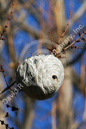 Wasp nest hanging from a tree branch in Boise, Idaho.