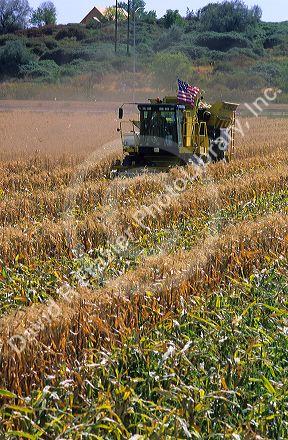 Corn harvester displaying the flag of the United States of America in Canyon County, Idaho.