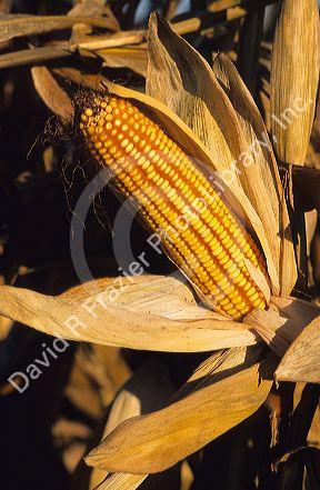 Ripe ear of corn.