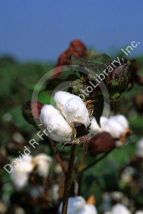 Cotton ready for harvest.