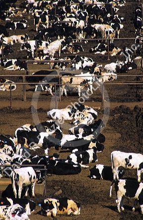 Holstein dairy cattle on a feedlot in Imperial Valley, California.