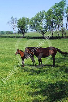 Horse and colt graze in a pasture near Lexington, Kentucky.